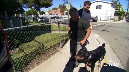 Cesar 911 - S1E4 - Attack Dogs