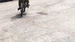 A monkey is driving a bicycle So funny this video
