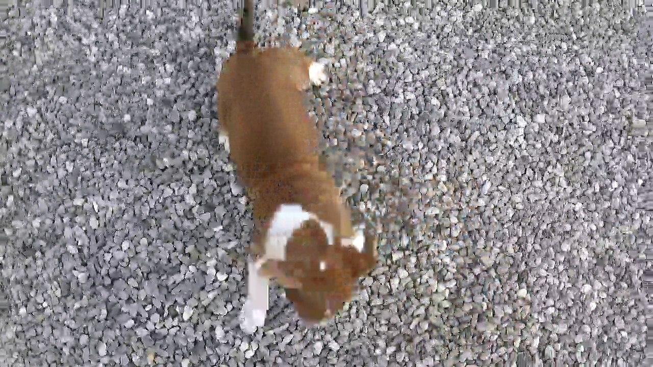 95ème Vidéo NALA de STAFFORDLAND