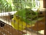 Love Bird Laying Eggs  Breeding Amazing Video  MUST WATCH !!!