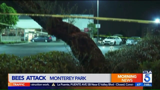 6 People Injured in Bee Attack Outside California Grocery Store
