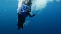 Dog Goes From Diving For Lobster To Diving For Trash