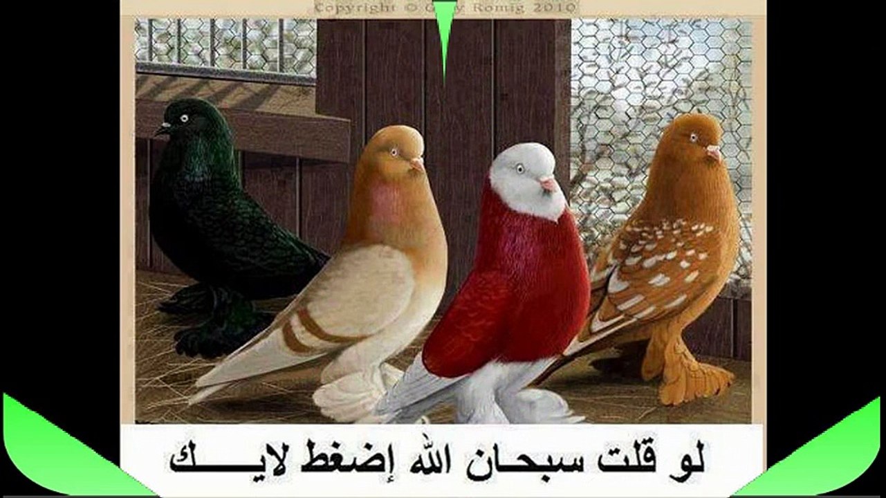 أكثر مقطع مؤثر للشيخ صالح المغامسي أبكى فيه كل الحضور