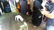Kucing Putih Tidak Mahu Berganjak Dan Cuba 'Gali' Kubur Tok Wan Jadi Viral