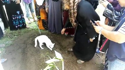 Kucing Putih Tidak Mahu Berganjak Dan Cuba 'Gali' Kubur Tok Wan Jadi Viral