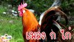 เพลง ก เอ๋ย ก ไก่ ภาพจริง เสียงเพราะ เด็กจำง่าย | พยัญชนะไทย | Learn Thai Alphabet