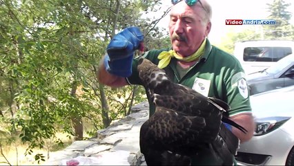 Barletta: i volontari andriesi recuperano grande esemplare di poiana - "ferita, ora nel centro recupero"