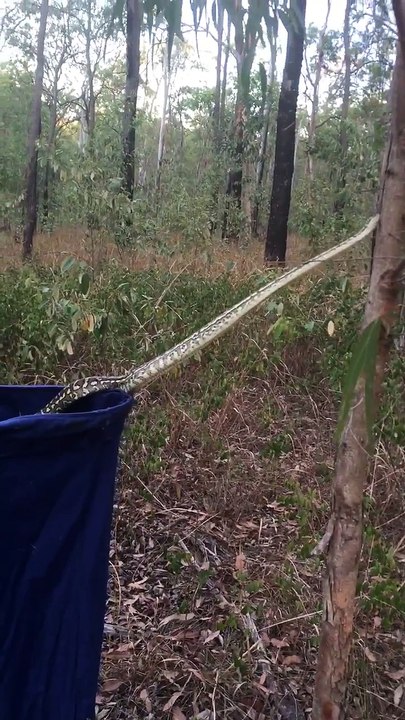 La technique de ce python pour grimper aux arbres est incroyable