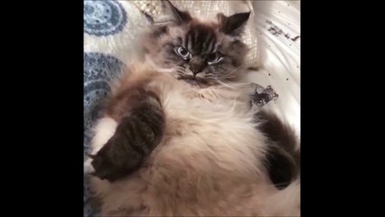 Mieux vaut ne pas embêter ce chat fâché