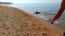 Un dauphin offre un vrai spectacle aux baigneurs sur la plage