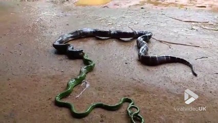 Download Video: Ce serpent a eu les yeux plus gros que le ventre en avalant un autre serpent