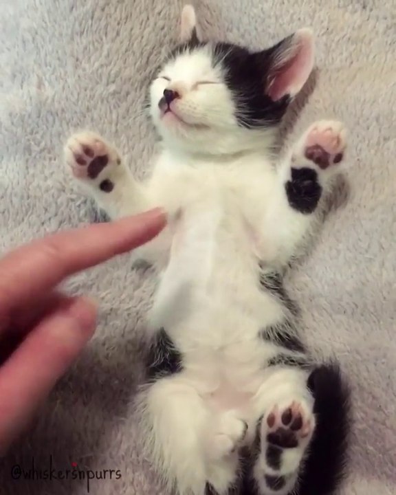 Yavru Kedi Videoları, Yavru Kedi Çok Tatlı Uyuyor :)