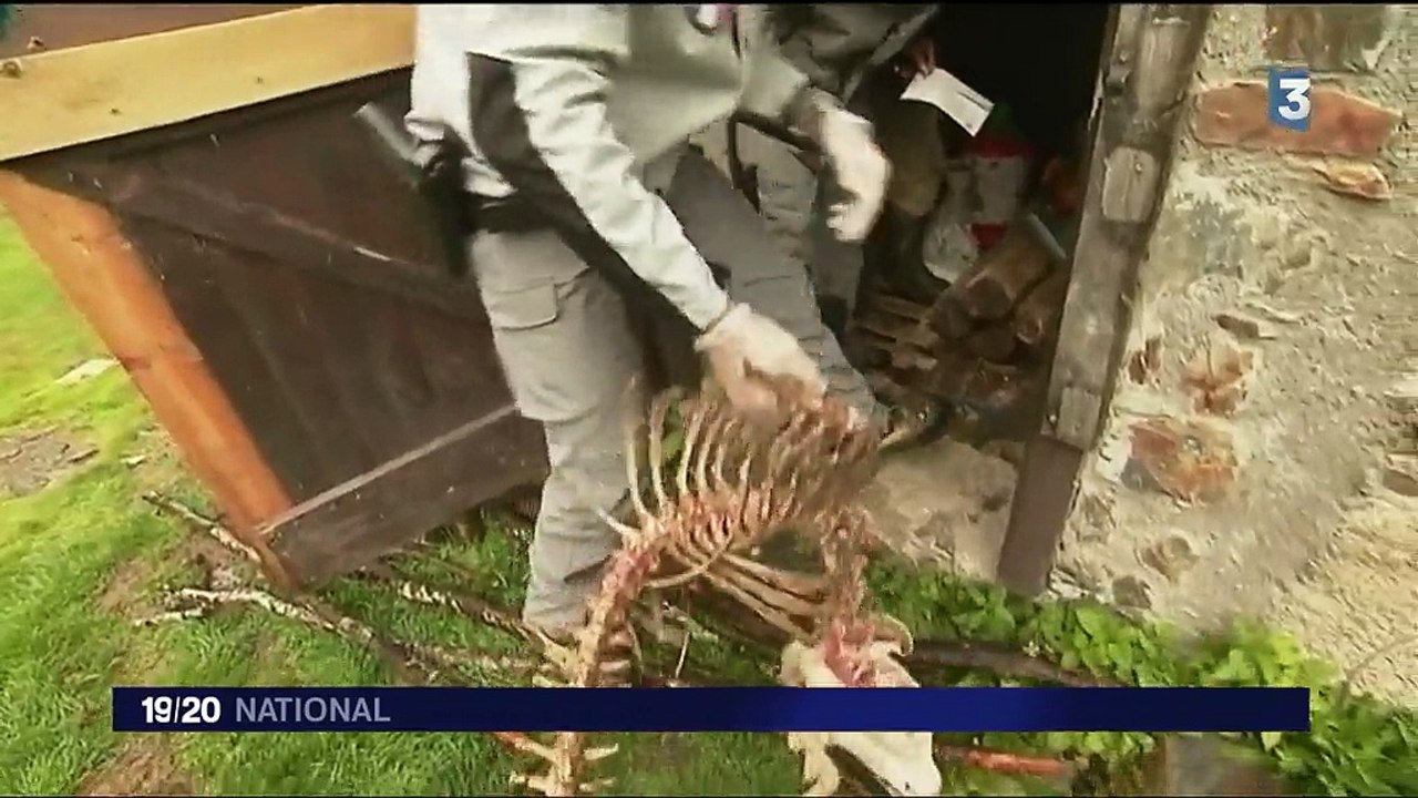 Pyrénées : dure cohabitation entre les ours et les éleveurs