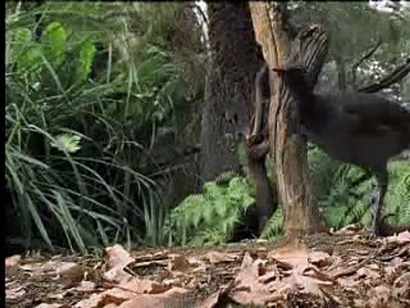 ⁣Amazing! Bird Sounds From The Lyre Bird - David Attenborough  - BBC Wildlife