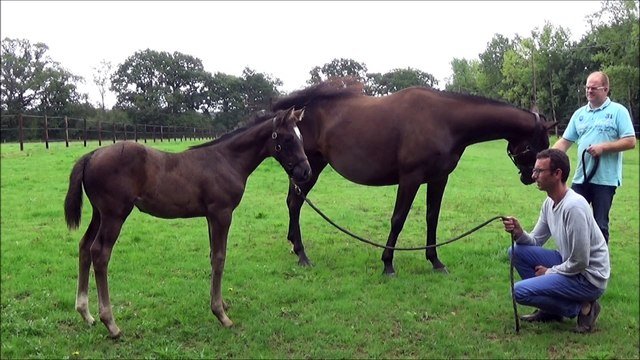 Happy hand des Edènes local foal