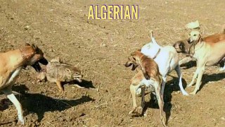 Saluki hunting الصيد بالسلوغي