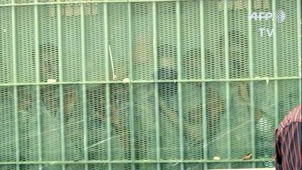 Tribunal egípcio absolve irlandês