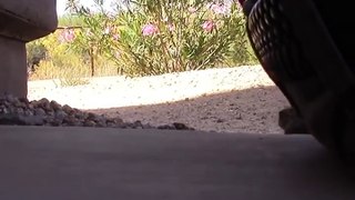 Drowning Prairie Dog Rescued by Guy | The Dodo