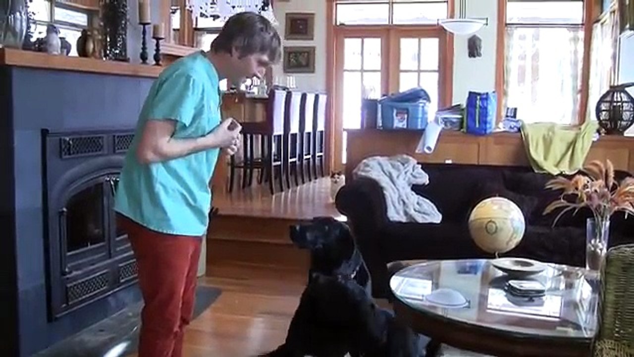 How To Quickly Stop Dog Barking