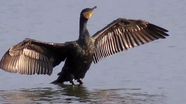 Water birds, Cormorant