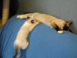 Les Ragdolls de Ragakitty www.ragakitty.com