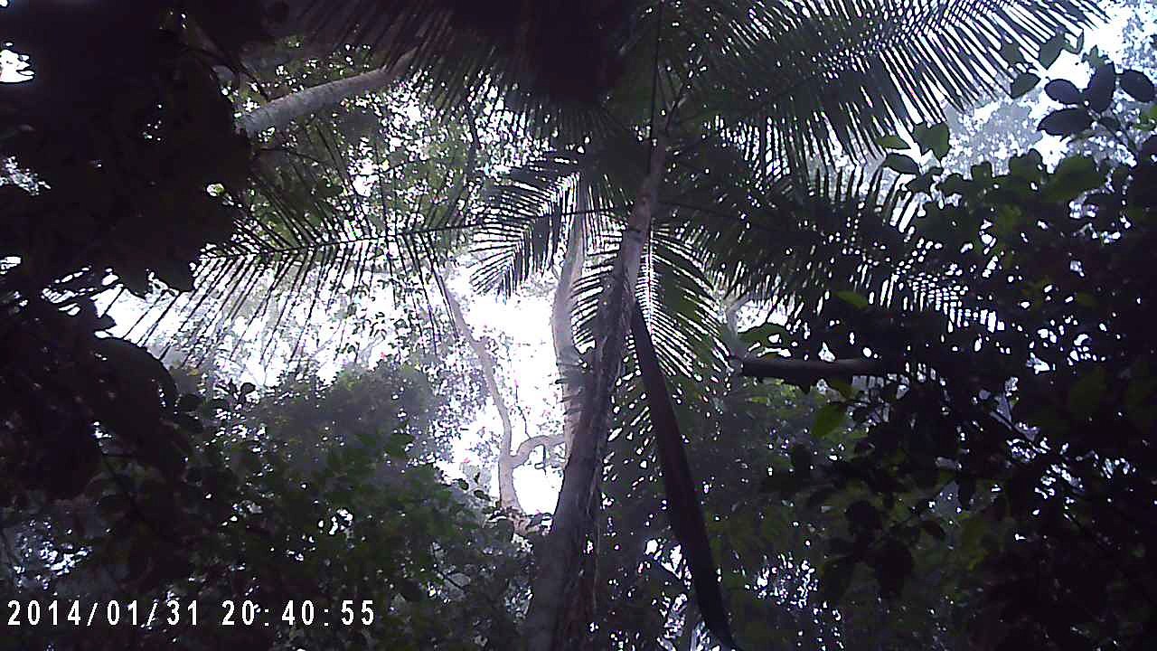 Madidi-Jungle