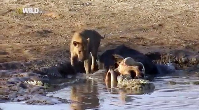 ЦАРЬ Крокодилов - Самый большой крокодил в мире - Жестокий мир крокодилов - National Geographic