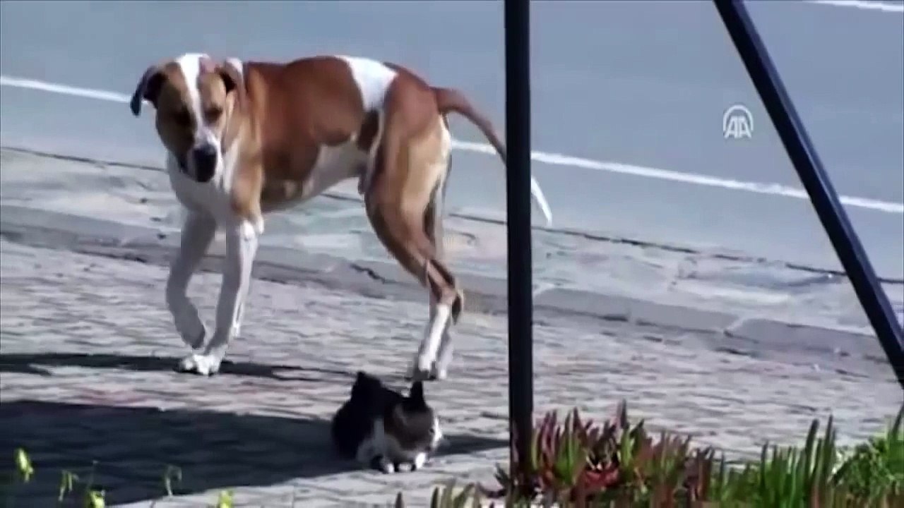 Ce pitbull remarque un chat errant blessé, il lui sauve la vie