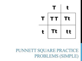 Punnett square price problems (simple)
