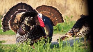 2 Turkey Head Shots at the Same Time With Bows! Bowmar Bowhunting
