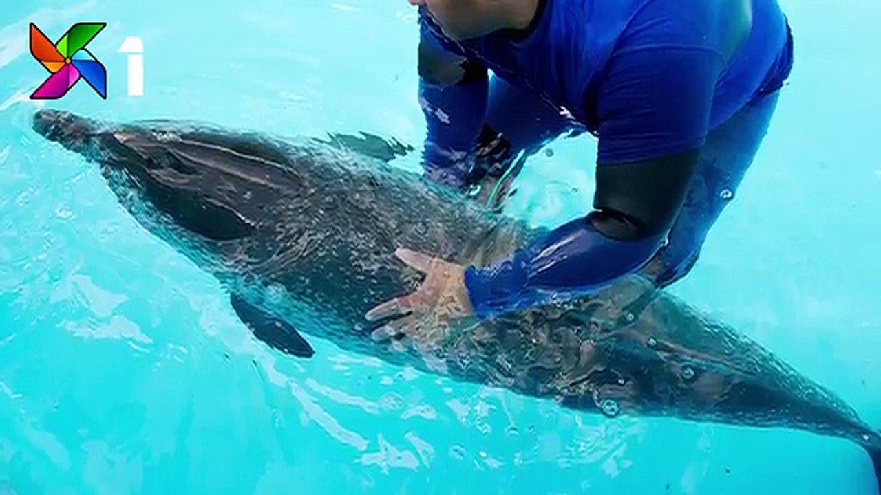 9 Unbelievable Animals That Saved Peoples Lives