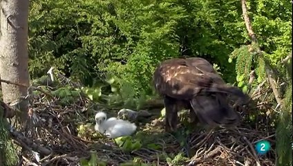 El aguila real - Documentales 2017