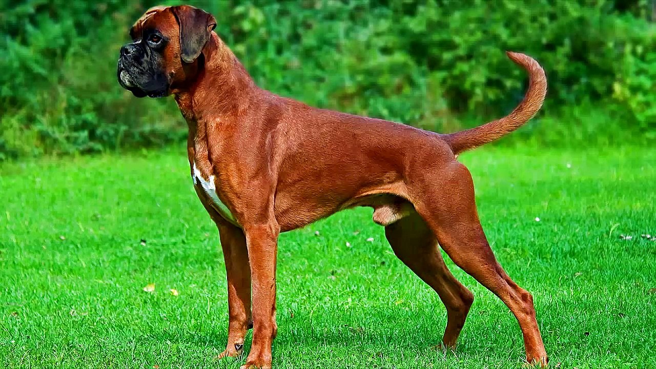 Top 10 Most Dangerous Dogs In The World