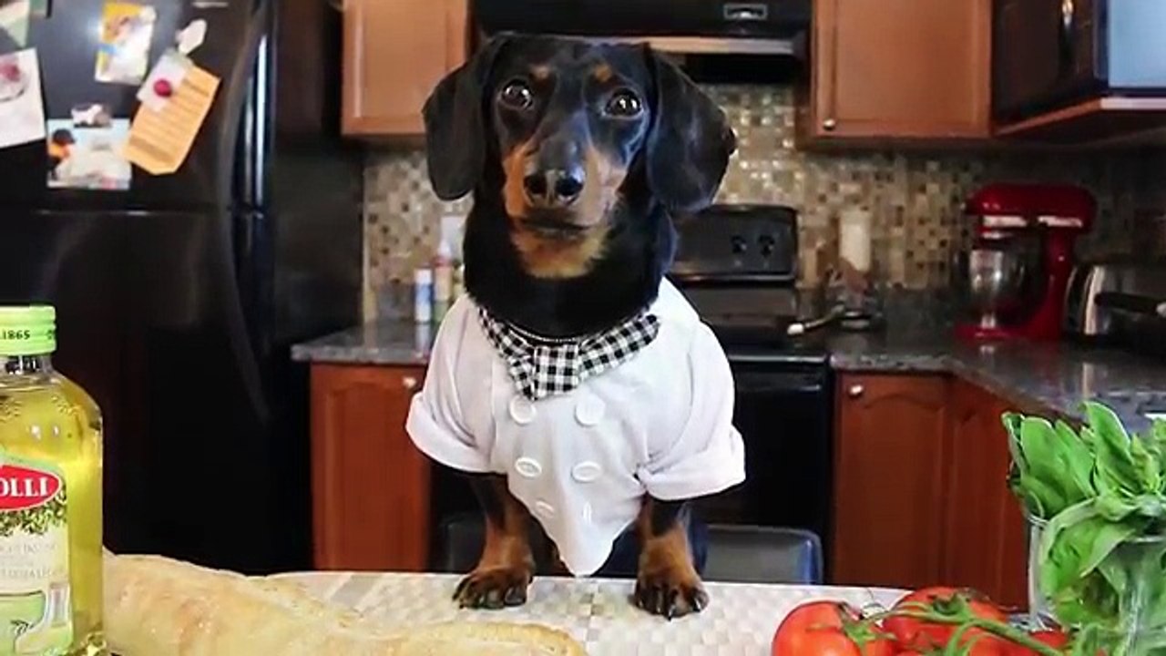 Chef Crusoe the Dachshund, Meets Gino DAcampo - Bruschetta