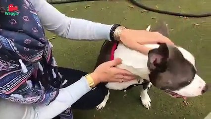 Adopt Caesar! // Pit Bull // Adoptable Featurette
