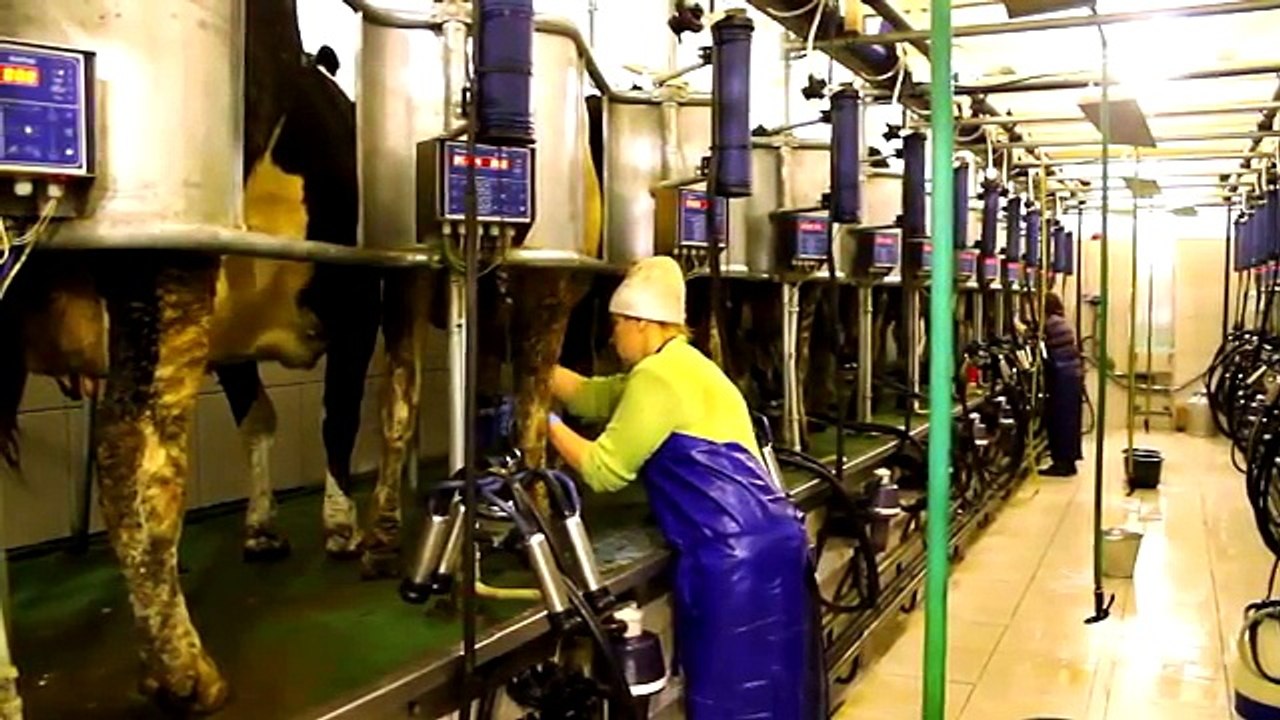 Intelligent Technology Smart Farming Automatic Cow Milking Machine, Washing, Cleaning, Fee