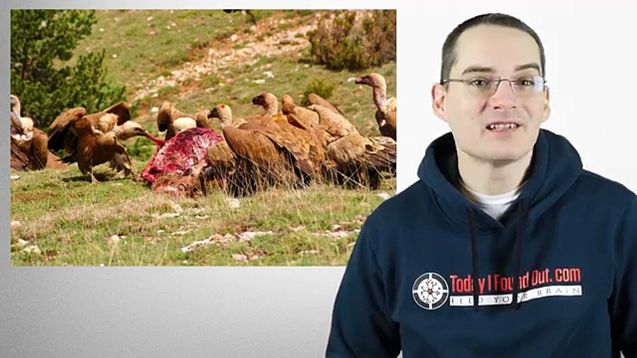 Why Vultures Dont Get Sick When Eating Dead and Rotting Things