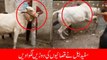 Dangerous Cow Qurbani | Cow Qurbani 2017 | Eid ul Adha