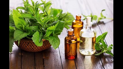 Эфирное масло мяты для красоты и здоровья