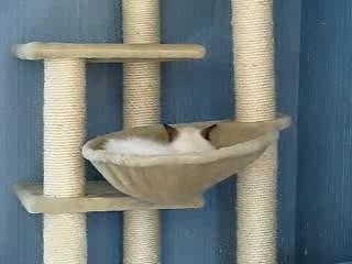 Les Ragdolls de Ragakitty www.ragakitty.com