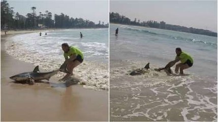 Heroic Man Drags Beached Shark Back To Sea
