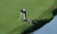 Golfer Boldly Pokes Horrifying Alligator At Bay Hill