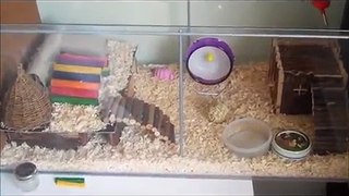 How To Tame A Robo Hamster: Tips