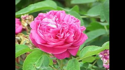 Cultivation of roses  زراعه الورد الجوري