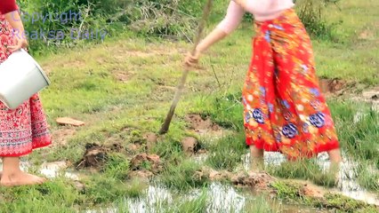 Amazing Beautiful Girls Catch Fish by Hand in the Rice Field in Siem Reap