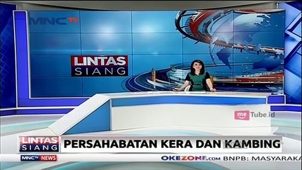 Seekor Kera Akrab dengan Kambing