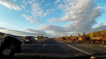 Quand des centaines de chevaux courent le long de l'autoroute