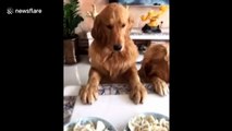 This dog doesn't want to pray before eating