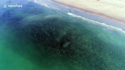 Massive bait school stalked by sharks, snook and pelicans