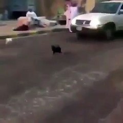 عشرات القطط تجتمع لانتظار مواطن دأب على إطعامها يومياً في عنيزة